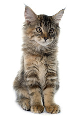 Obraz premium maine coon kitten