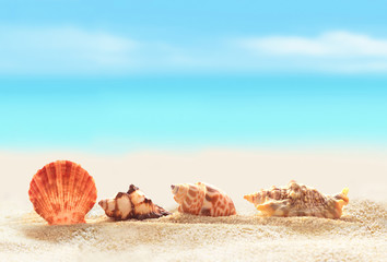 Obraz na płótnie Canvas seashells on the sandy beach