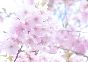 Spring Cherry blossoms, pink flowers - natural background