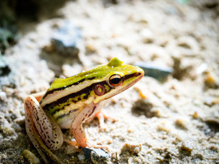 frog