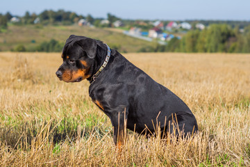  Rottweiler dog natural background grass field