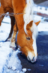 Brown Horse Haflinger in snowy, on the way.