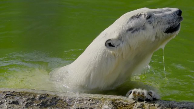Polar bear /Polar bear in a zoo dives in the pool