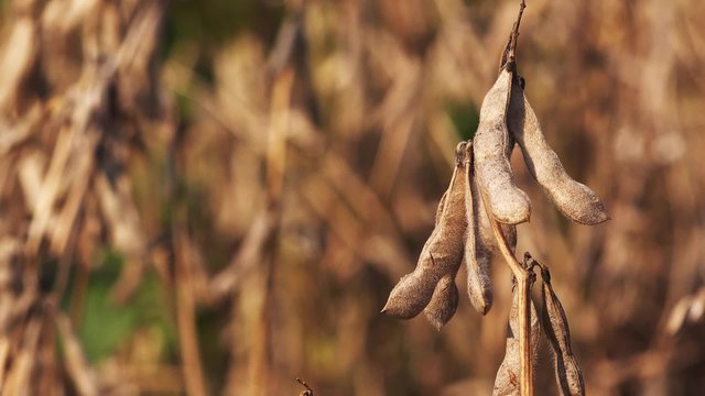 Soy bean crops