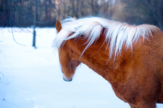 Brown Horse Haflinger in snow land. staring into the distance © jozefklopacka