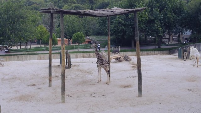 zoo