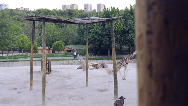 zoo