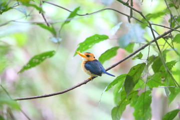 Yellow-billed Kingfisher (Syma torotoro) in Papua New Guinea