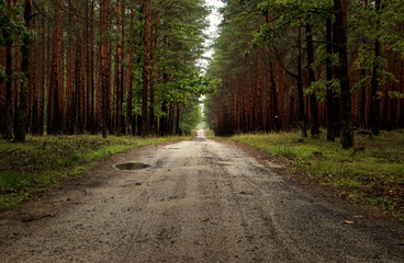 Obraz premium Path Through Cedar Forest