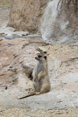 906 - meerkats