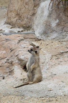 917 - meerkats