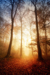 Faszinierendes Licht bei Nebel im Wald - obrazy, fototapety, plakaty