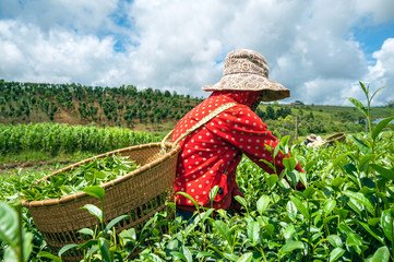The woman harvesting tea leaf in Bao Loc city, Vietnam.