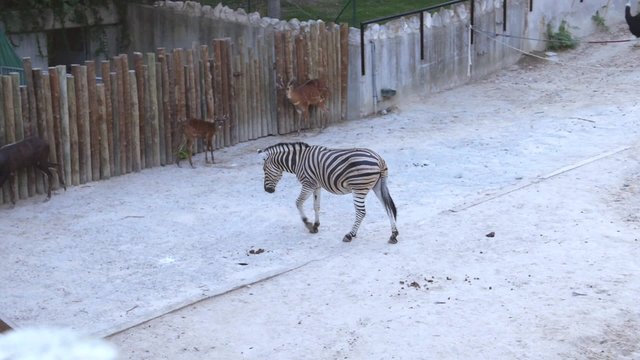 Cebra zoo