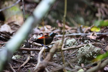 Wilson's Bird-of-paradise (Diphyllodes respublica) in Papua New Guinea