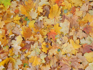 Wallpaper from autumn maple leaves