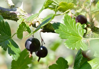 Deliciously sweet, ripe black gooseberries growing on the bush (Ribes grossularia black cultivar).  
