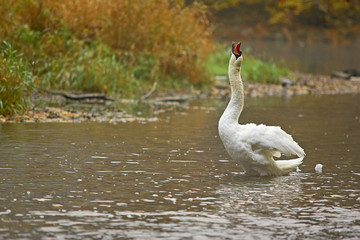 Schwan,Höckerschwan,
