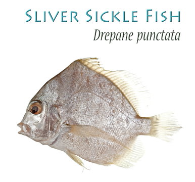 Sliver Sickle Fish