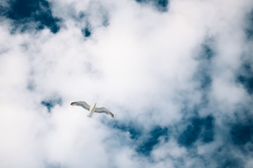 Flying Seagull On Blue Cloudy Sky Background