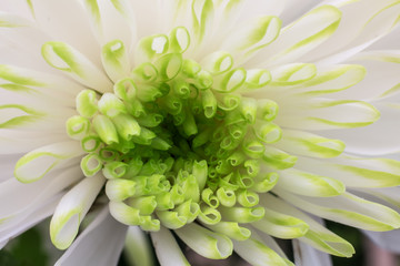 chrysanthemum flower close-up, abstract background