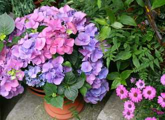 pink and blue hydrangea in a pot