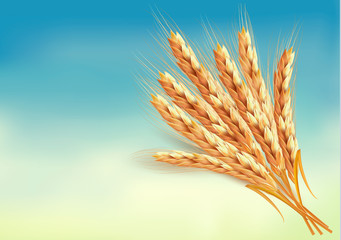 Ears of wheat. Vector illustration