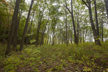 A forest scene in the Berkshire Mountains of Western Massachusetts.