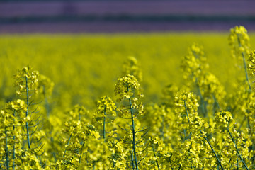 Fototapeta premium Yellow rapeseed flowers - selective focus