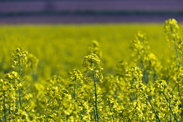 Yellow rapeseed flowers - selective focus