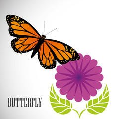 Butterfly design 