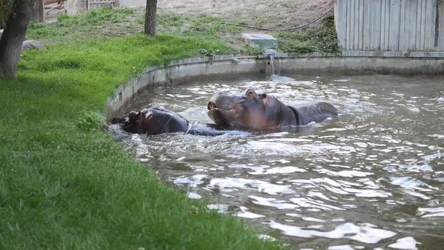 hipopótamos apareándose