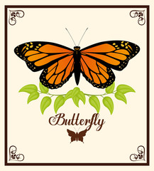 Butterfly design 