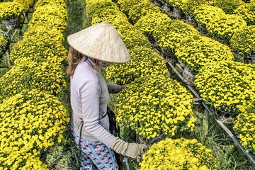 Woman working in flower garden, Sa Dec city, Vietnam.