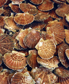 Jakobsmuscheln