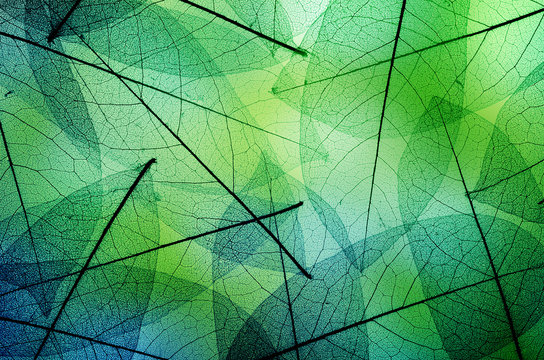 Macro leaves background texture © Tryfonov