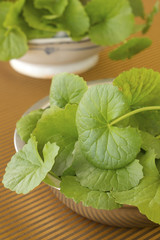 Pennywort or Penny Wort; Non sharpened file