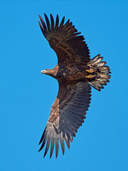White Tailed Eagle (Haliaeetus albicilla)