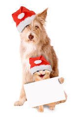 Hund und Katze mit Weihnachtsmütze und Banner