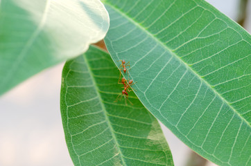 red ant