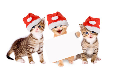 drei junge Katzen mit Weihnachtsmützen und Banner