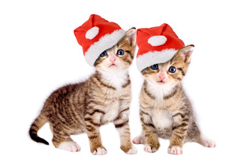 zwei Kätzchen mit Weihnachtsmützen isoliert