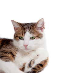 Katze liegend auf weißem Hintergrund