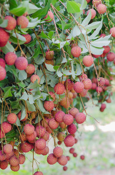 Lychee fruit