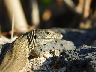 Geko auf Fels