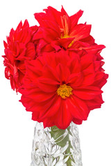 Bouquet of red dahlias
