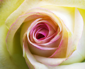 Fototapeta na wymiar Rose close-up