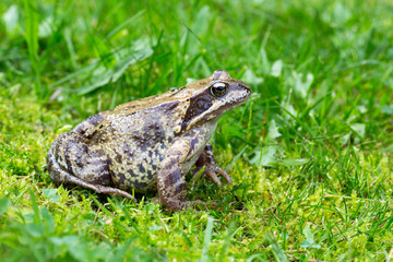 Frog posing on a green moss