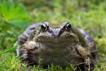 Frog posing on a green moss
