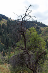 Obraz premium dry tree